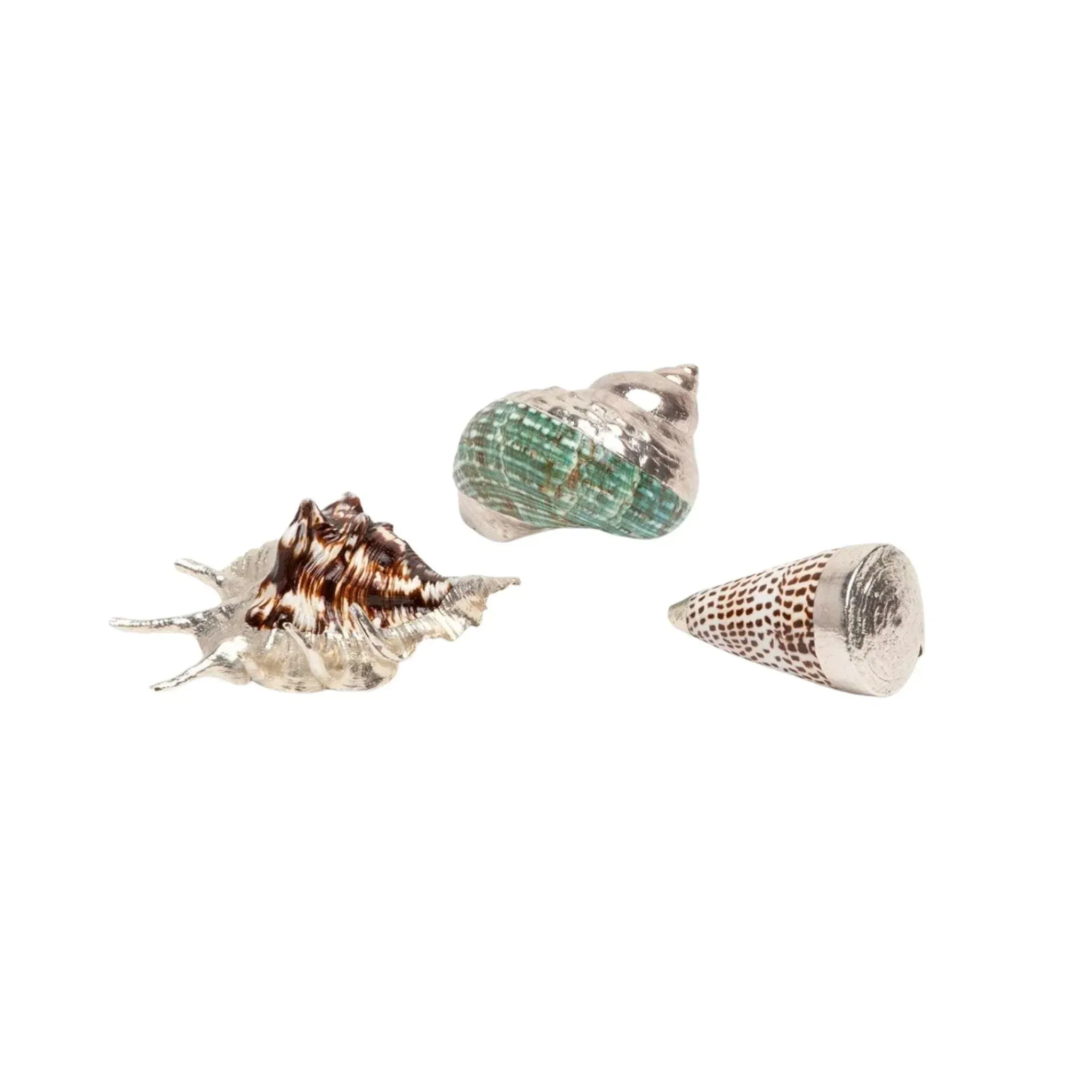 Decorative Assortment of Mixed Shells