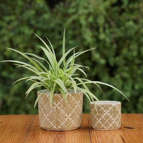 Decorative Flower Pot with Vintage Daisy Design shade perennial  