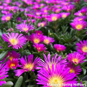 Delmara Pink Hardy Ice Plant | Delosperma cooperi traditional flower vase  