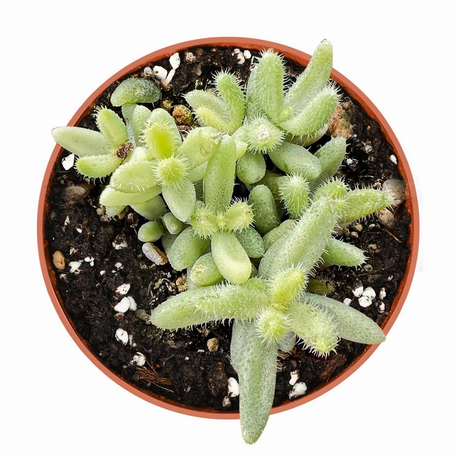 Delosperma Echinatum 'Pickle Plant' Variegata (4 inch) mini ornamental plant  
