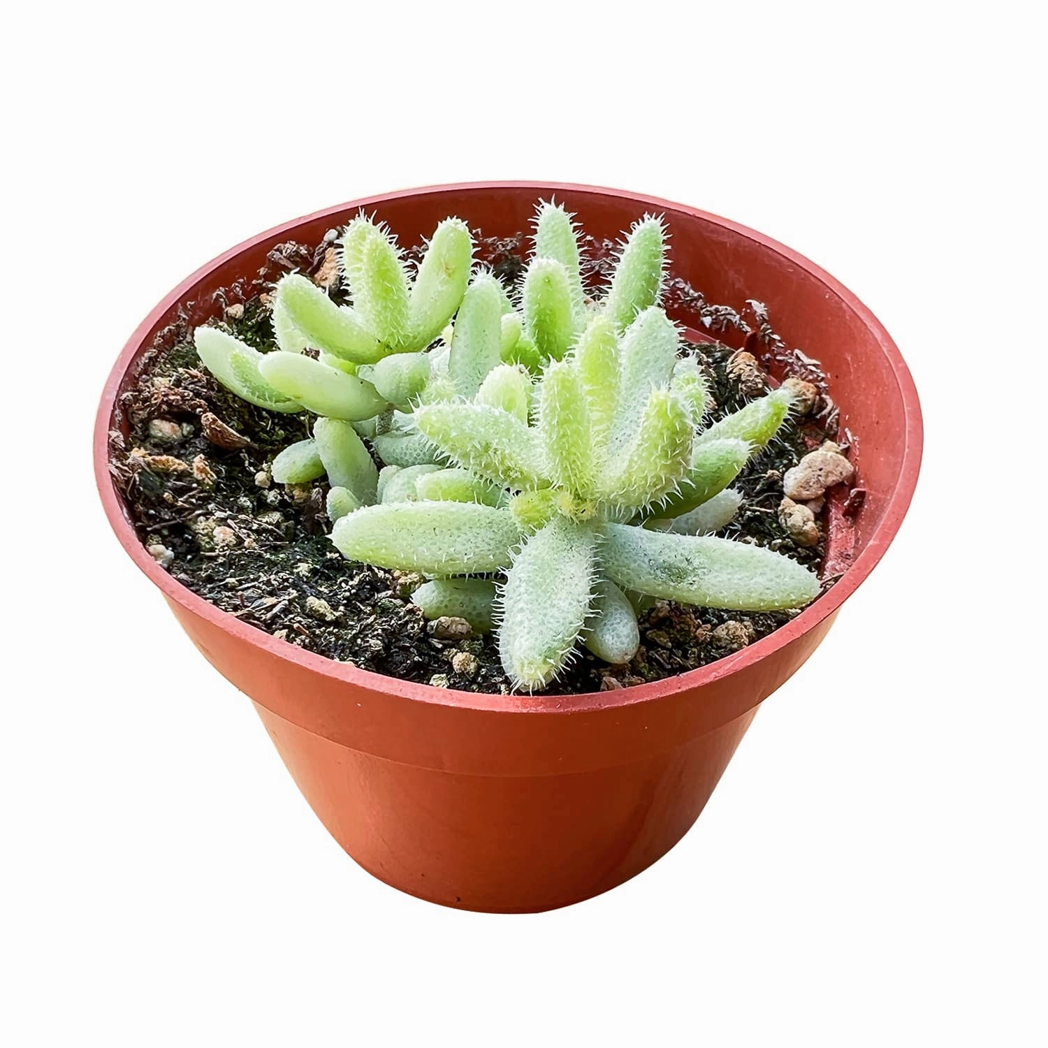 Delosperma Echinatum 'Pickle Plant' Variegata (4 inch)