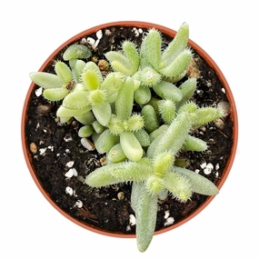 Delosperma Echinatum 'Pickle Plant' Variegata (4 inch) mini ornamental plant  