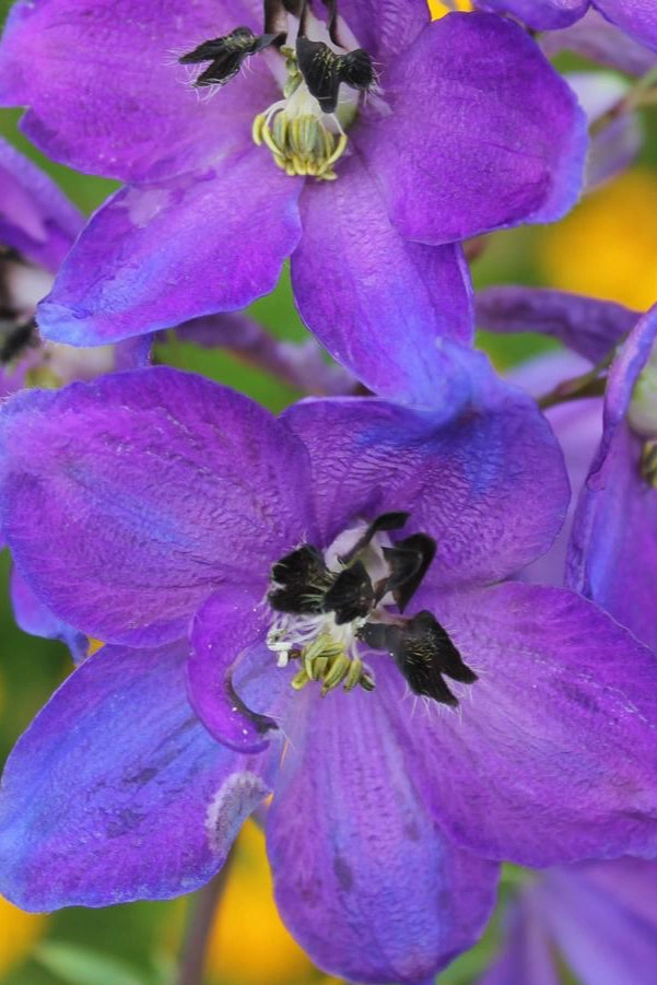 Delphinium 'Dark Blue / Dark Bee' 1qt
