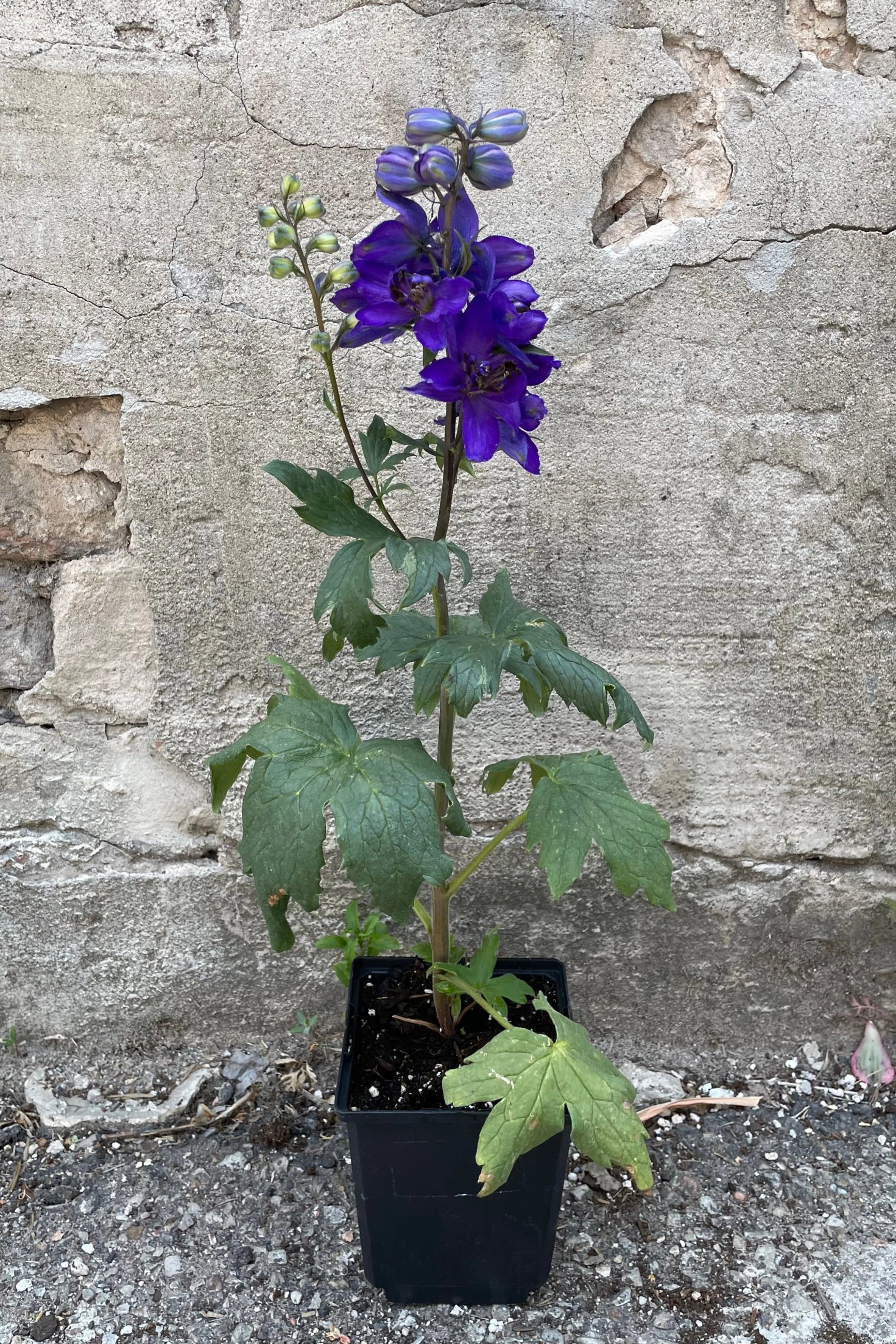 Delphinium 'Dark Blue / Dark Bee' 1qt