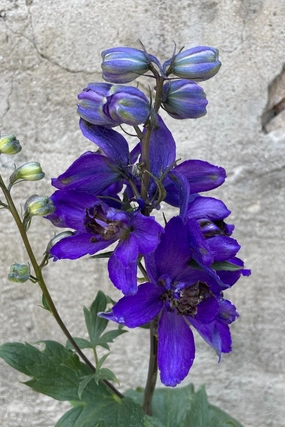 Delphinium 'Dark Blue / Dark Bee' 1qt decorative flowerpot  