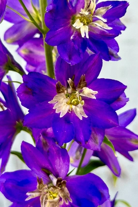 Delphinium e. 'Black Knight' 4.5" decorative flowerpot  