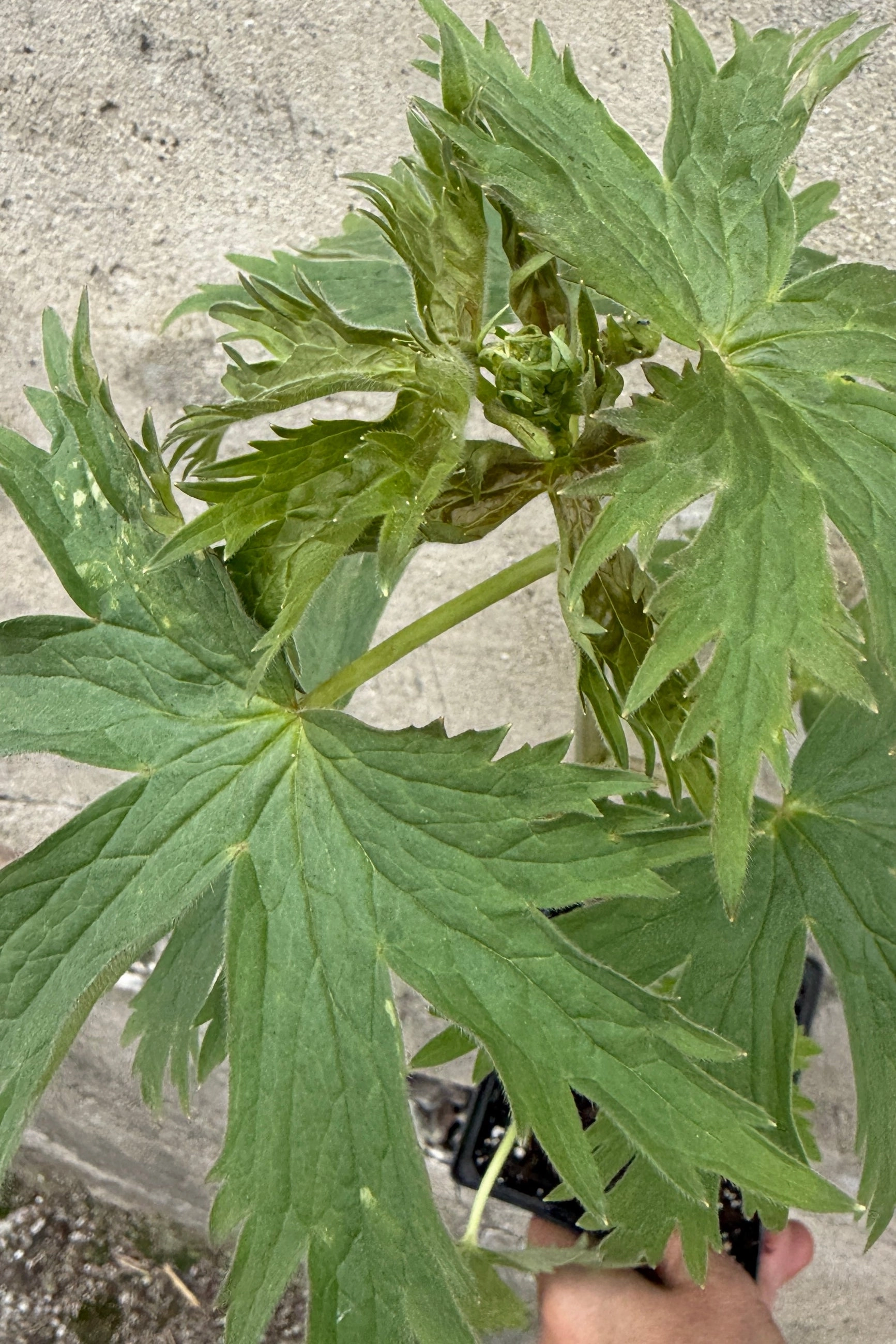Delphinium e. 'Black Knight' 4.5"