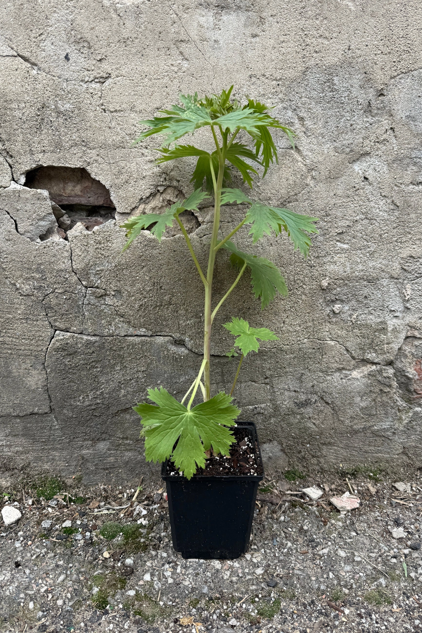 Delphinium e. 'Black Knight' 4.5"