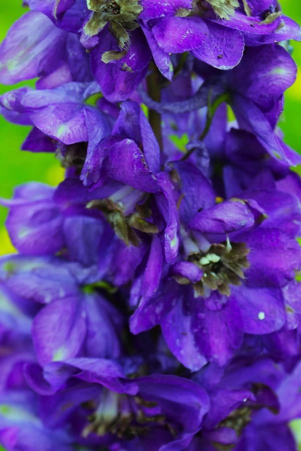 Delphinium e. 'Black Knight' 4.5"