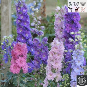 Delphinium New Zealand 'Mini Stars' | Dwarf Hybrid Bee Delphinium traditional flower vase  
