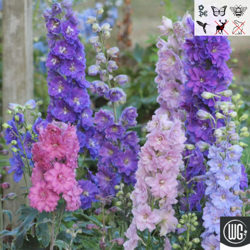 Delphinium New Zealand 'Mini Stars' | Dwarf Hybrid Bee Delphinium traditional flower vase  