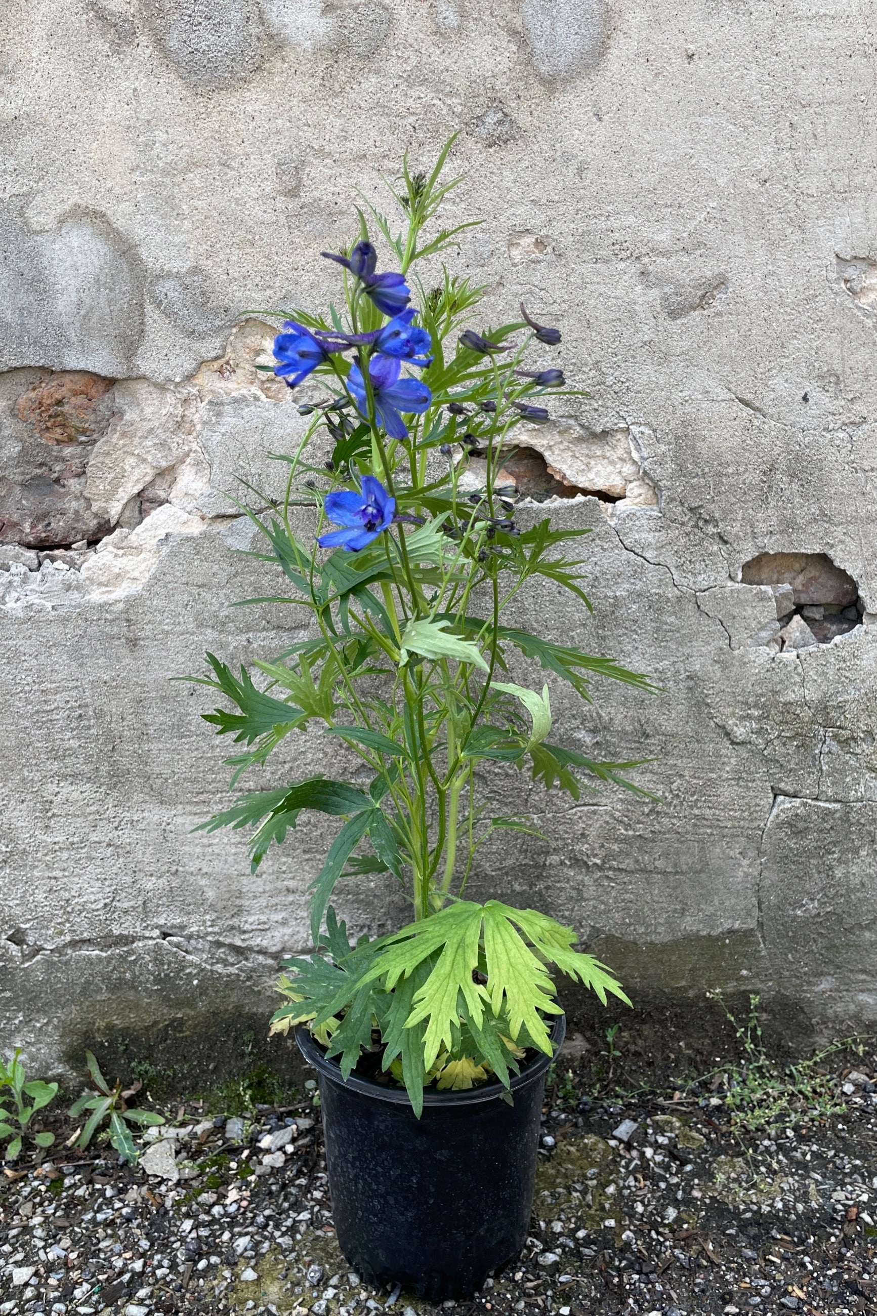 Delphinium x belladonna 'Bellamosum' #1