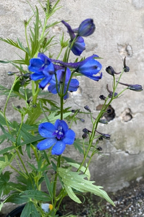 Delphinium x belladonna 'Bellamosum' #1 decorative flowerpot  