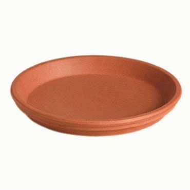 Deroma 11.4" Terracotta Saucer plant seeds  