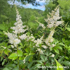 Deutschland Astilbe | Astilbe japonica single layer plant shelf  