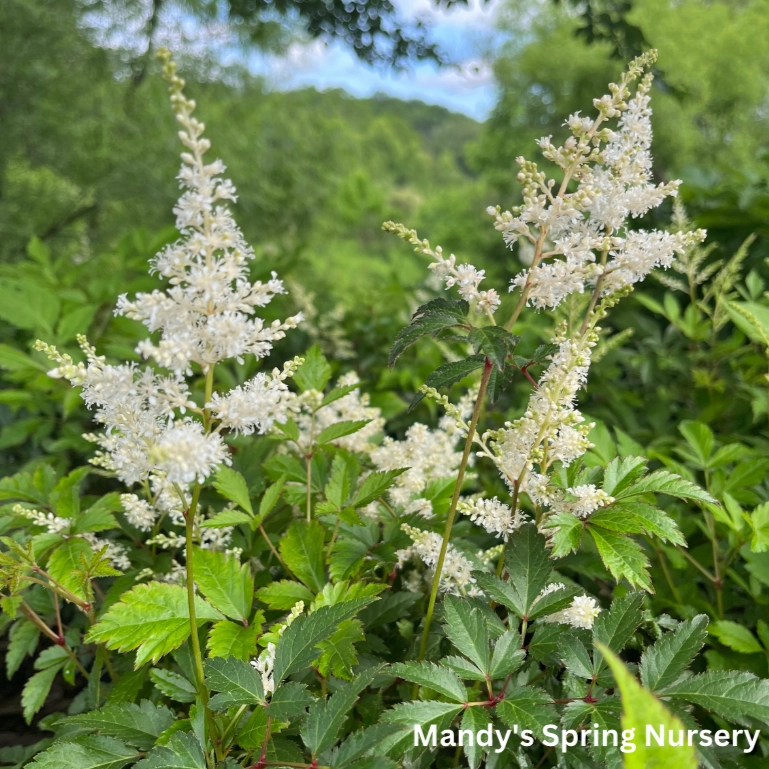 Deutschland Astilbe | Astilbe japonica single layer plant shelf  