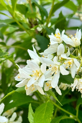 Deutzia 'Yuki Snowflake' #3 decorative flowerpot  