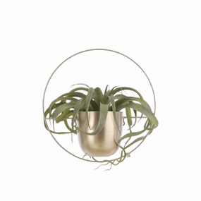 Dexter Wall Hanging Plant Pot Gold plant seeds  