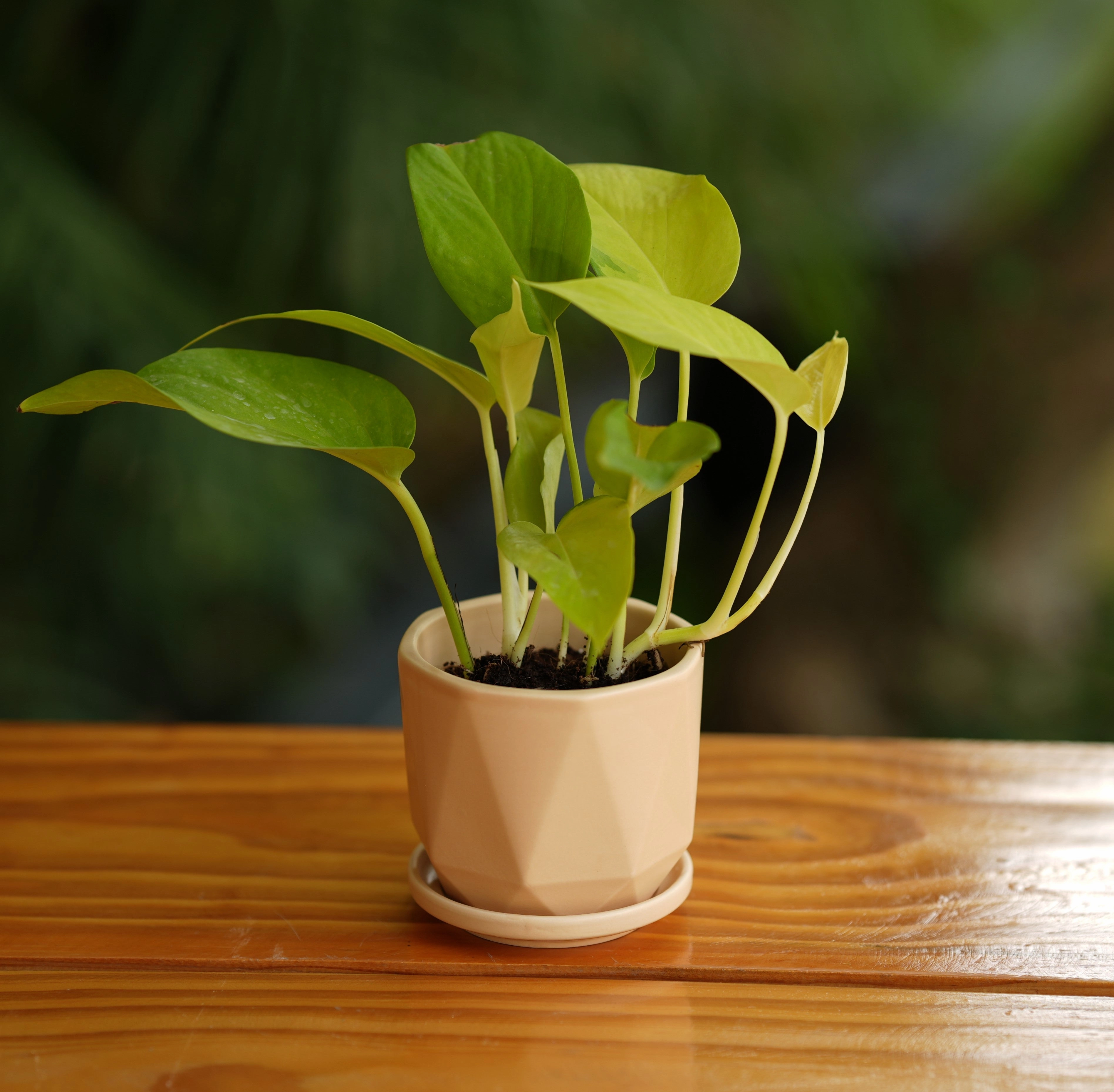 Diamond Cut Design Planter with Tray