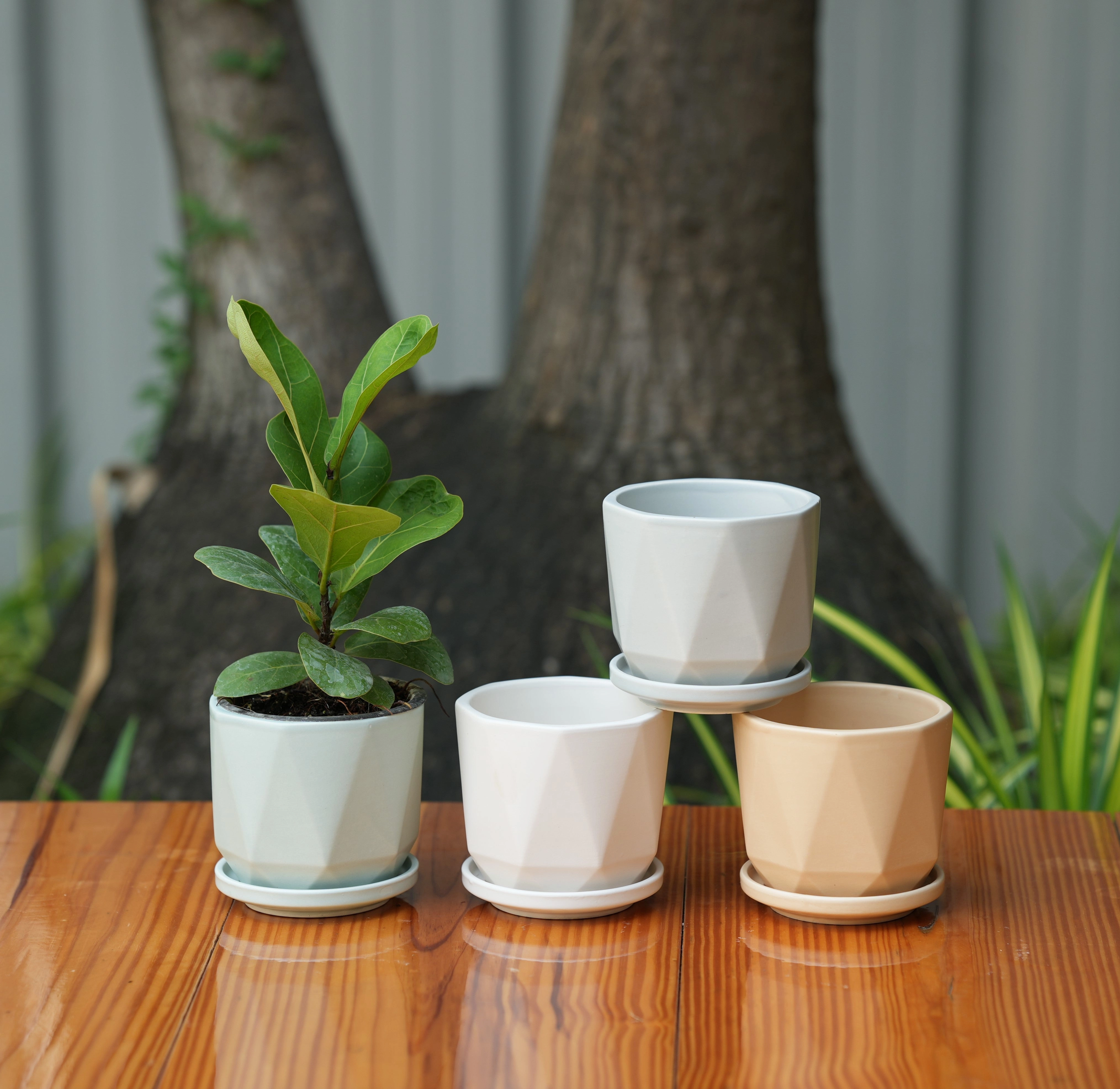 Diamond Cut Design Planter with Tray shade perennial  