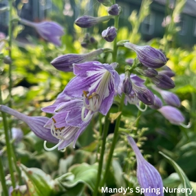 Diamonds Are Forever Hosta | Hosta 'Diamonds Are Forever' single layer plant shelf  