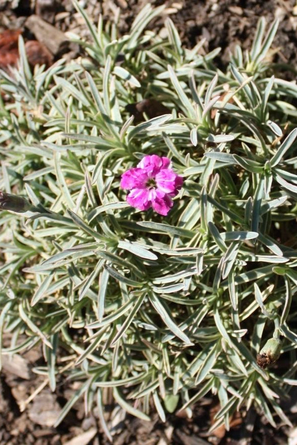 Dianthus 'Edgehog' #1