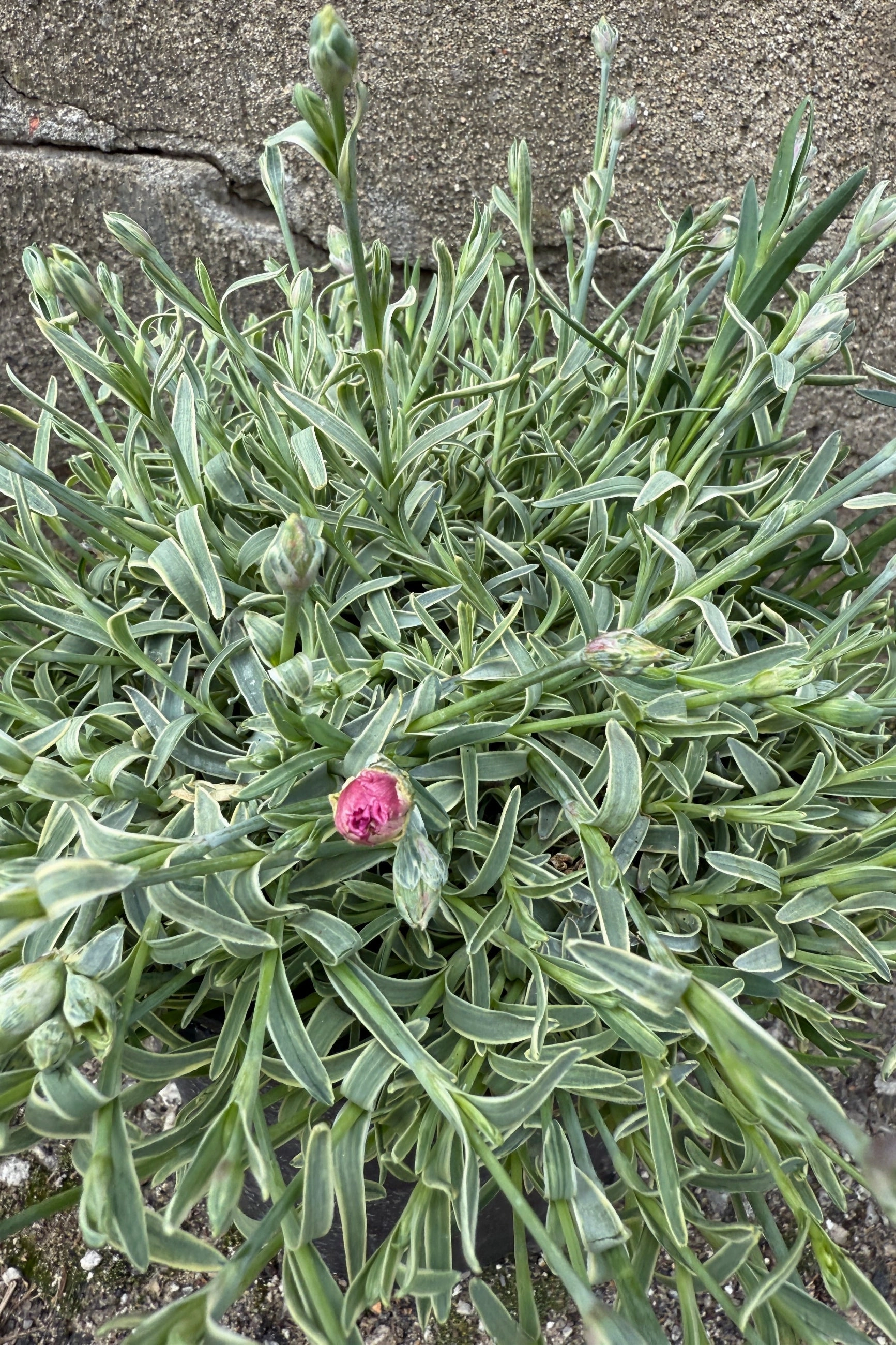 Dianthus 'Edgehog' #1