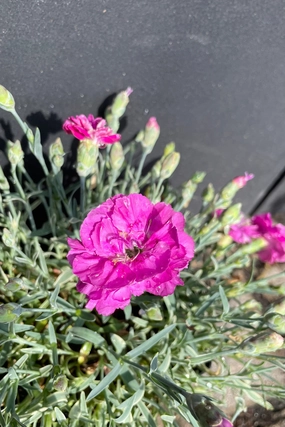 Dianthus 'Edgehog' #1 decorative flowerpot  