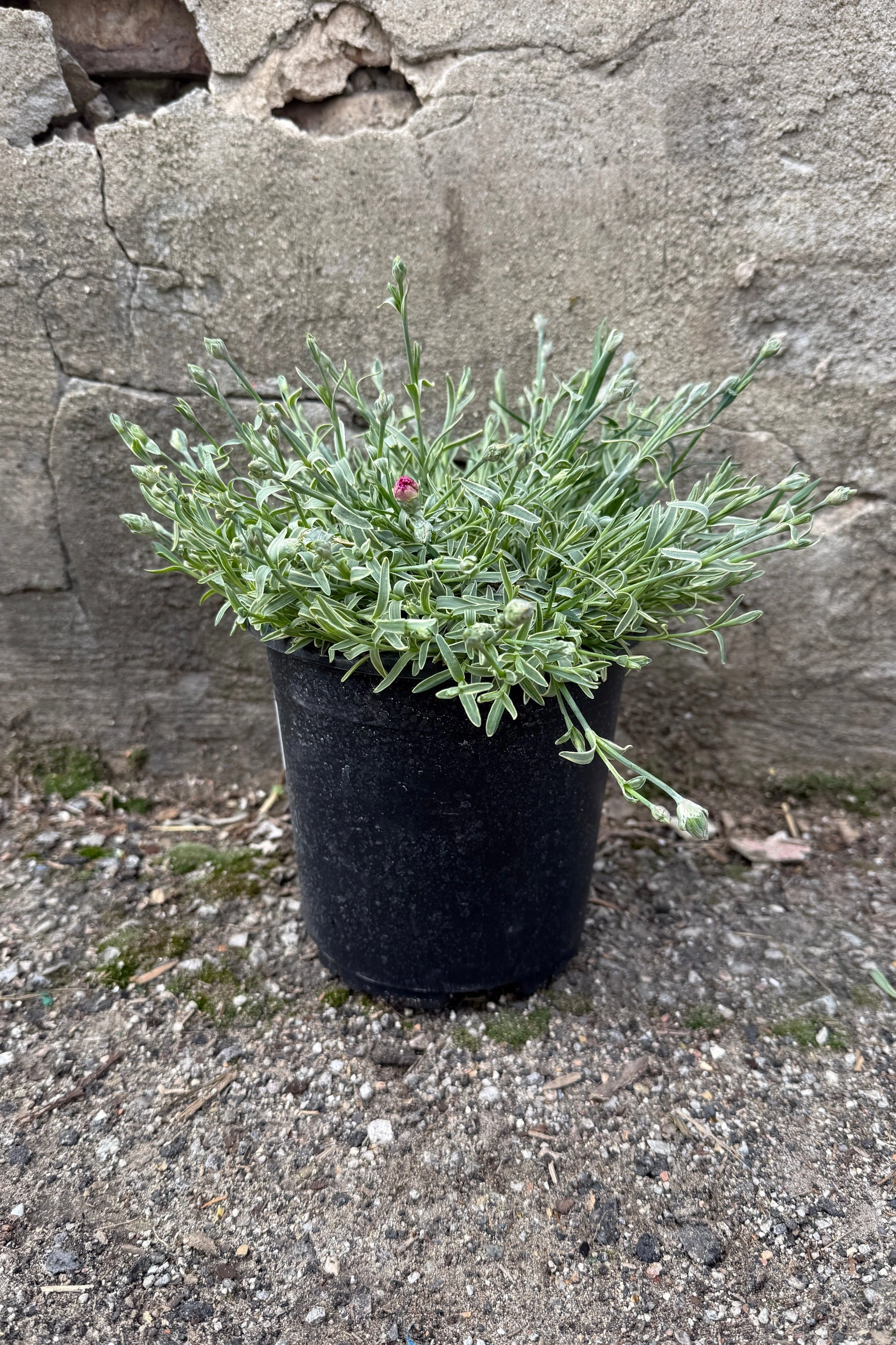 Dianthus 'Edgehog' #1