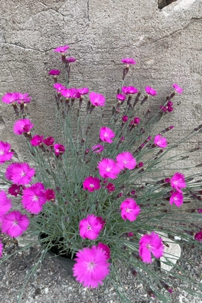 Dianthus 'Firewitch' #1 decorative flowerpot  