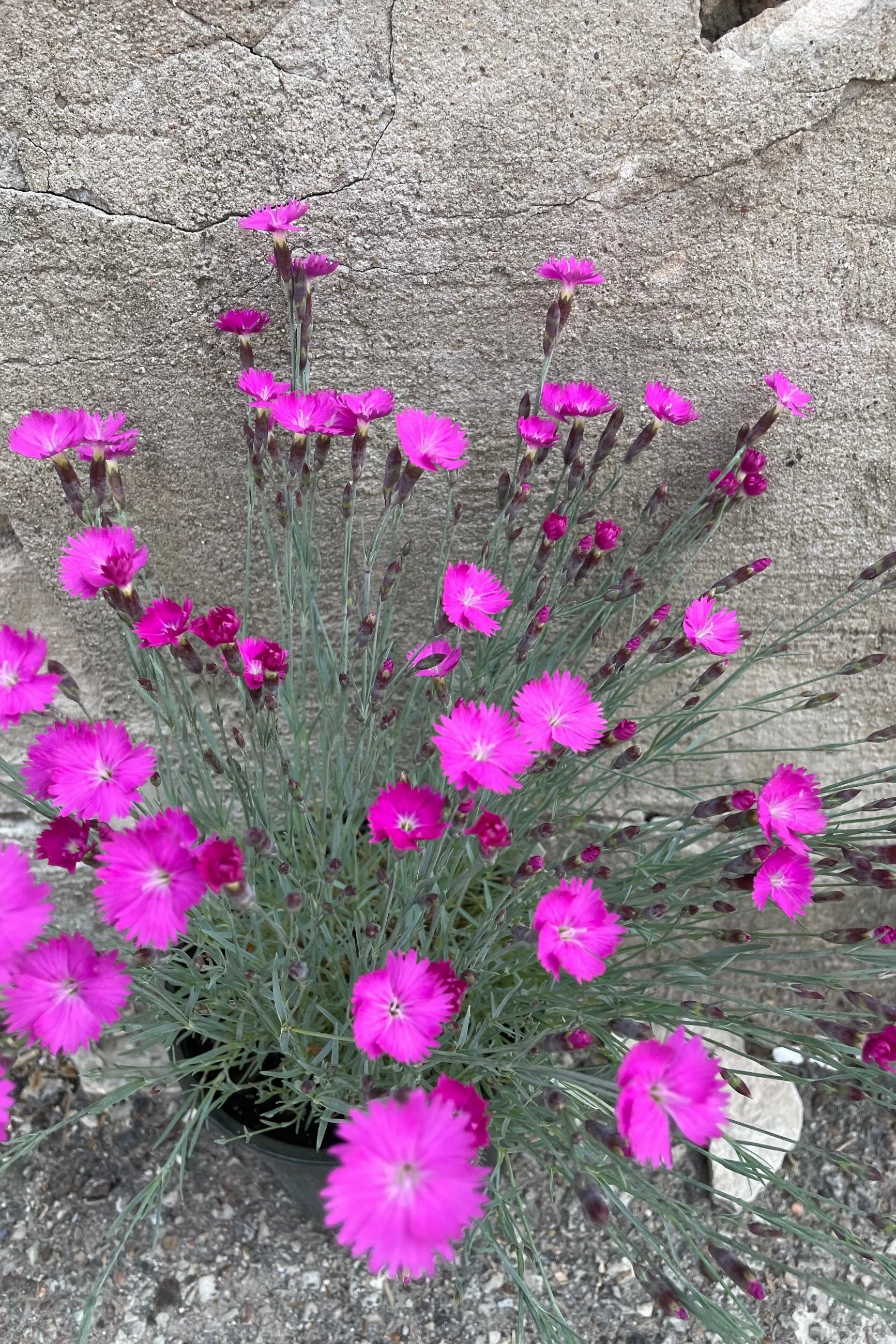 Dianthus 'Firewitch' #1 decorative flowerpot  