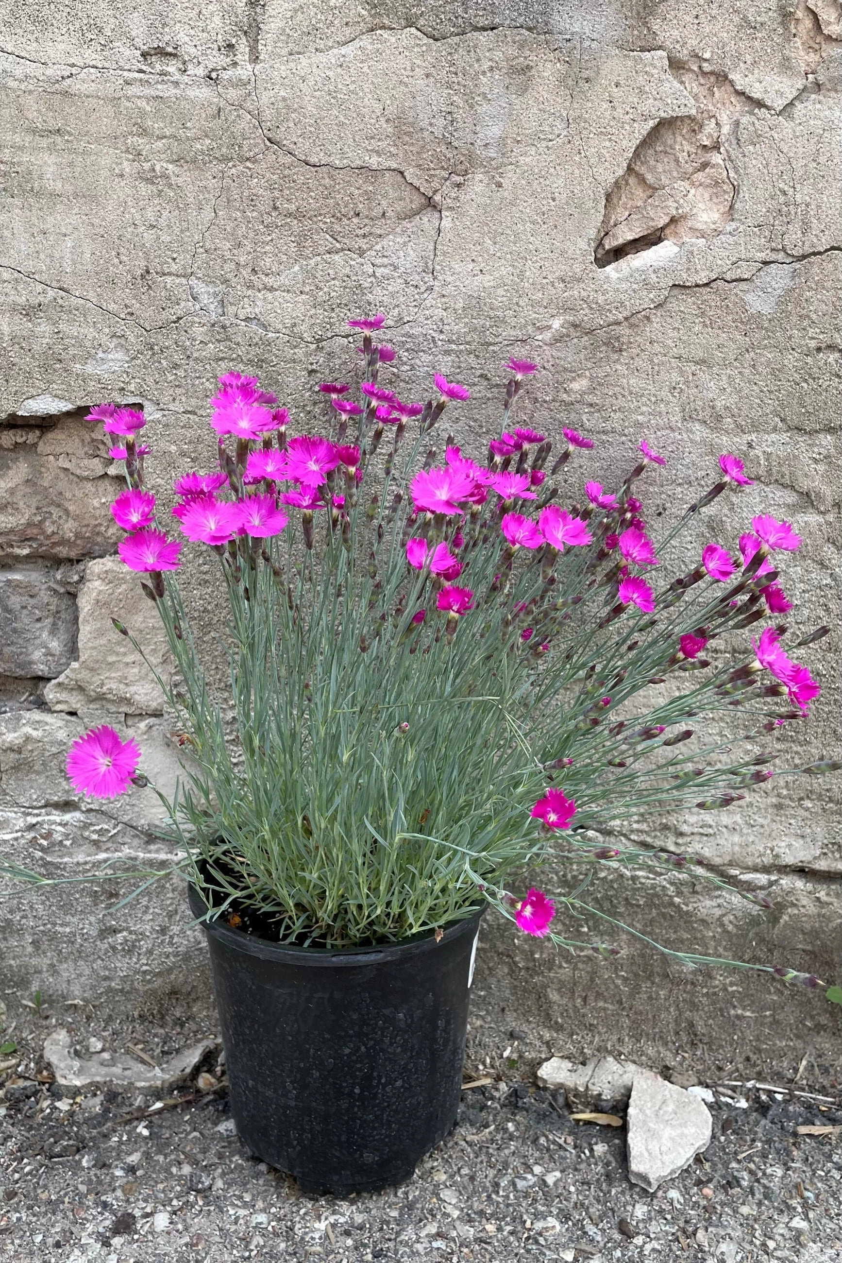 Dianthus 'Firewitch' #1