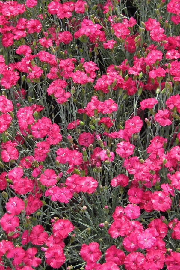Dianthus 'Frosty Fire' #1