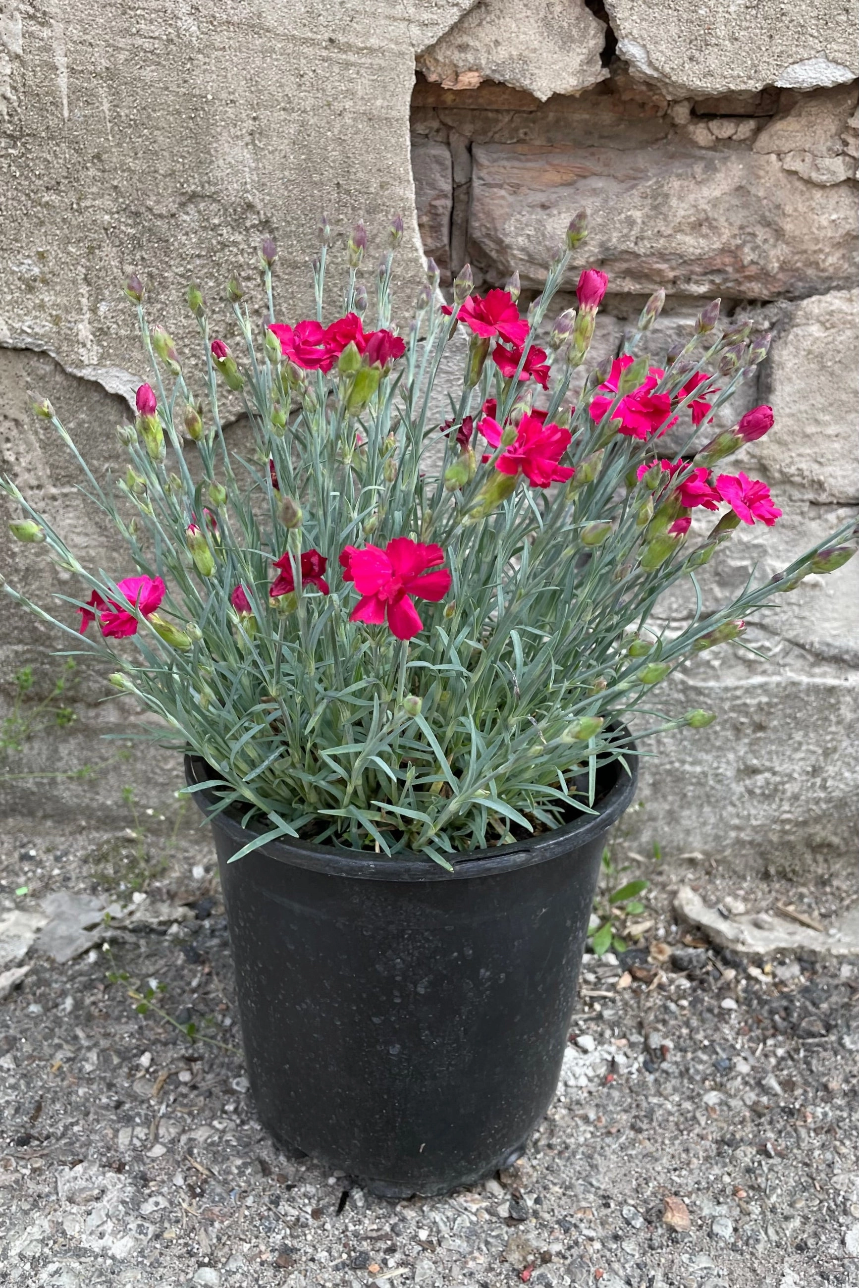 Dianthus 'Frosty Fire' #1