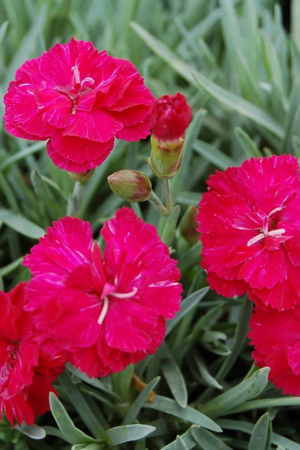 Dianthus 'Frosty Fire' #1