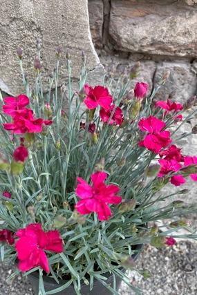Dianthus 'Frosty Fire' #1 decorative flowerpot  