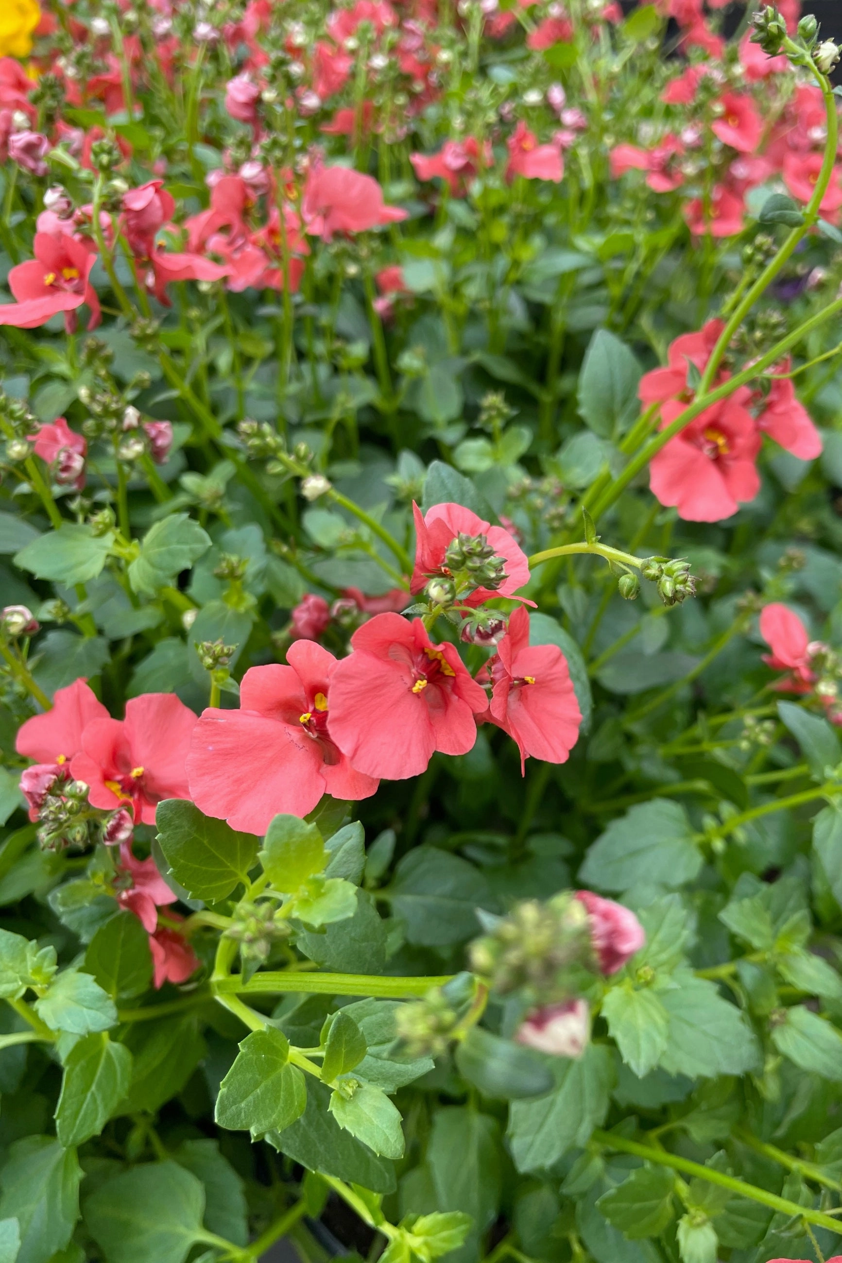 Diascia (assorted) 4.5"