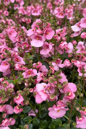 Diascia (assorted) 4.5" decorative flowerpot  