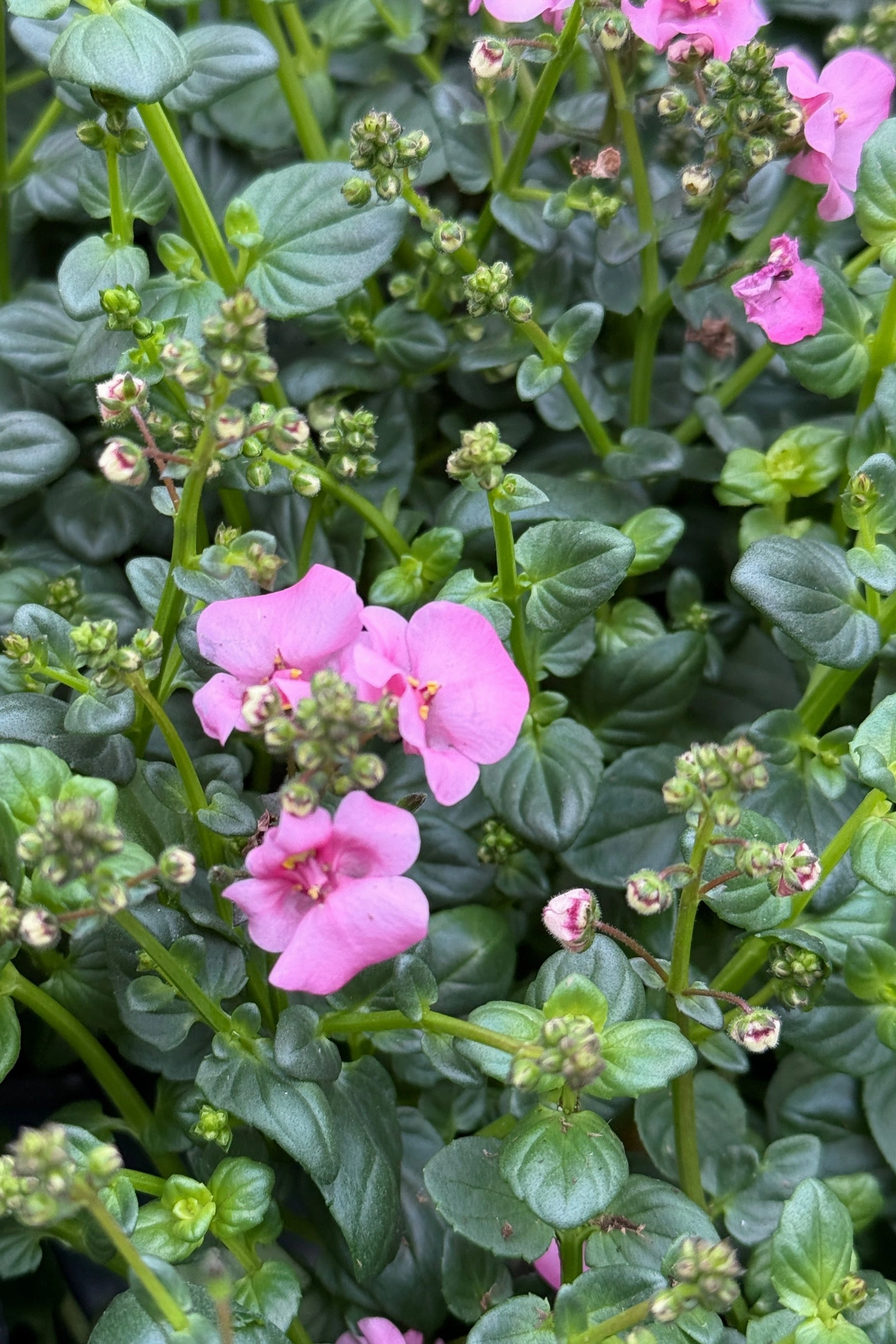 Diascia (assorted) 4.5"