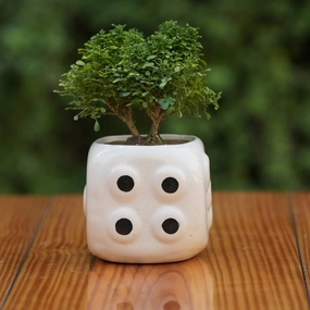 Dice-Themed Ceramic Planter/Pot for Plants cactus succulent plant  