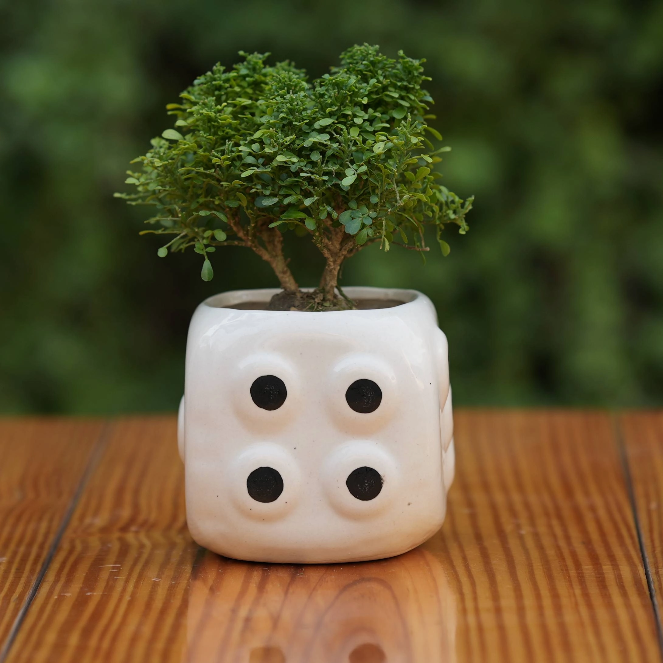 Dice-Themed Ceramic Planter/Pot for Plants hanging green plant  