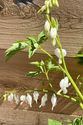 Dicentra s. 'Alba' #1 decorative flowerpot  