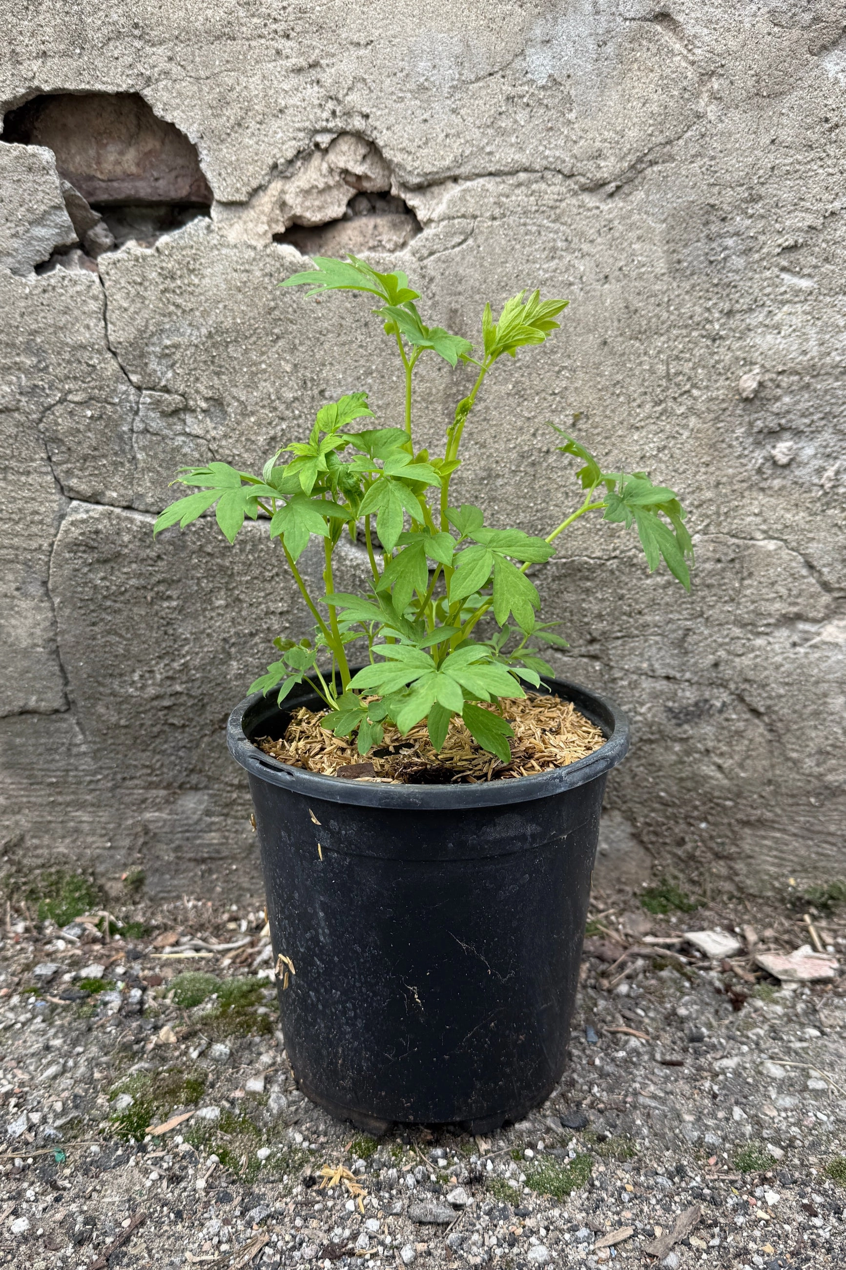 Dicentra s. 'Alba' #1