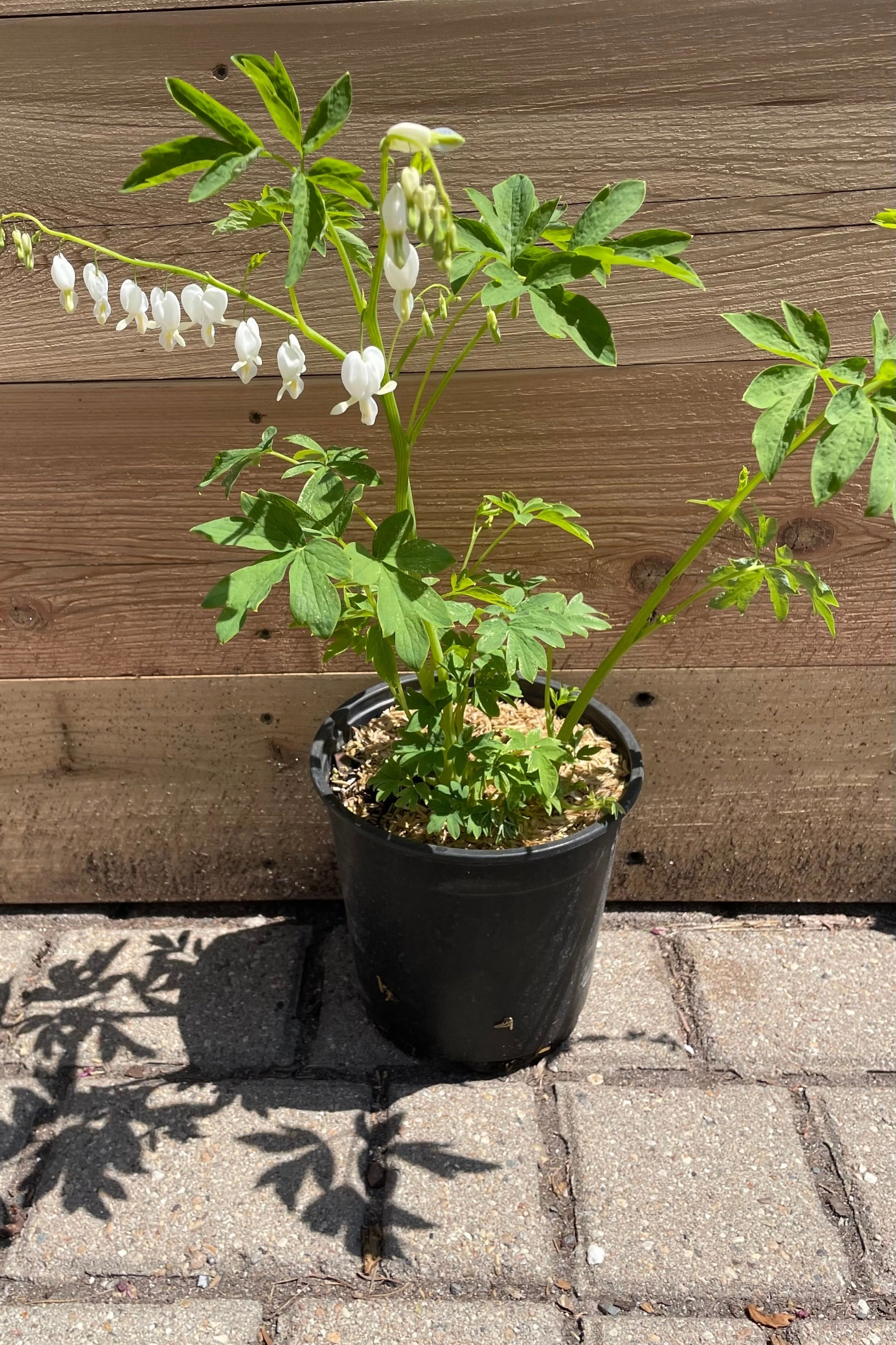 Dicentra s. 'Alba' #1