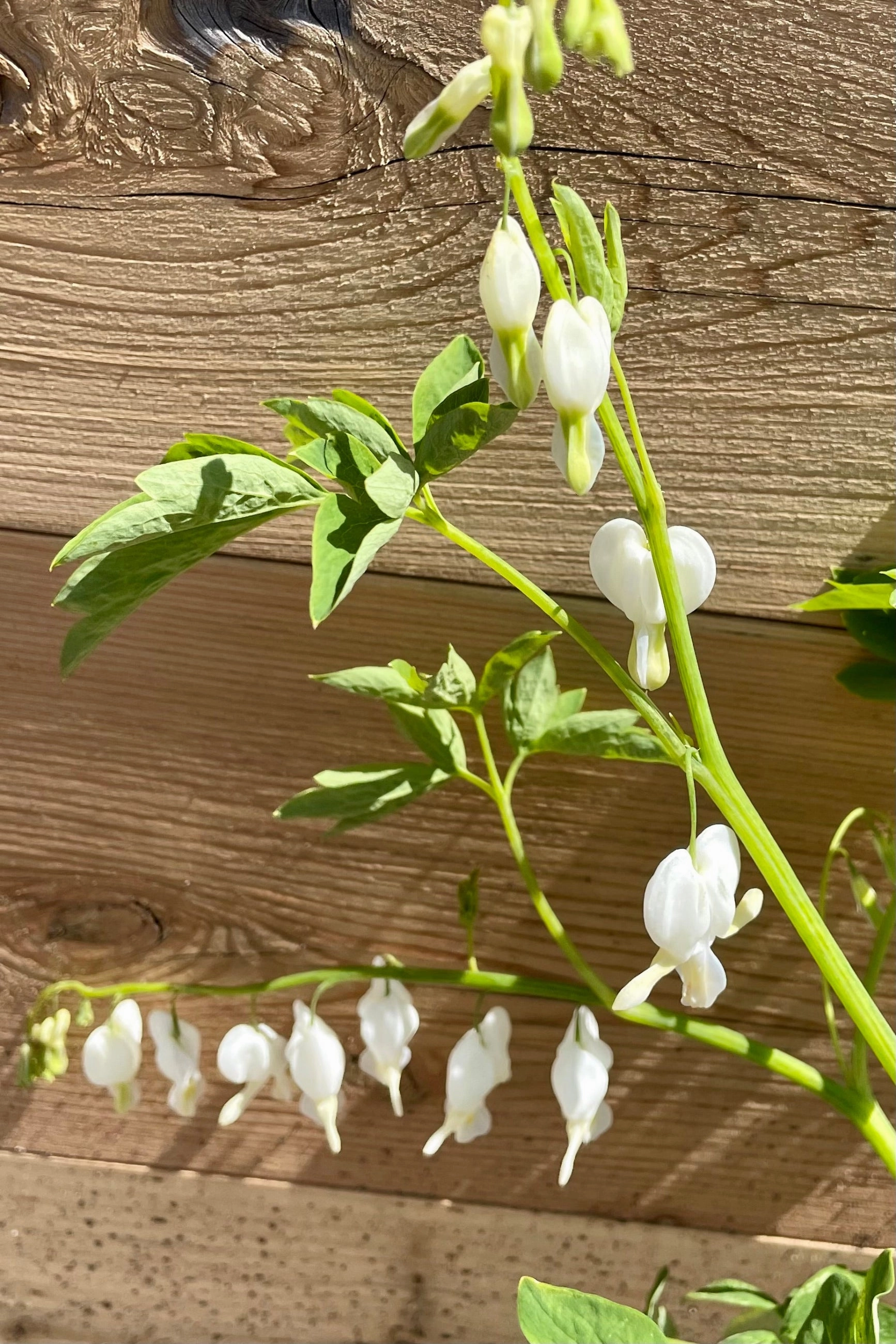 Dicentra s. 'Alba' #1 decorative flowerpot  