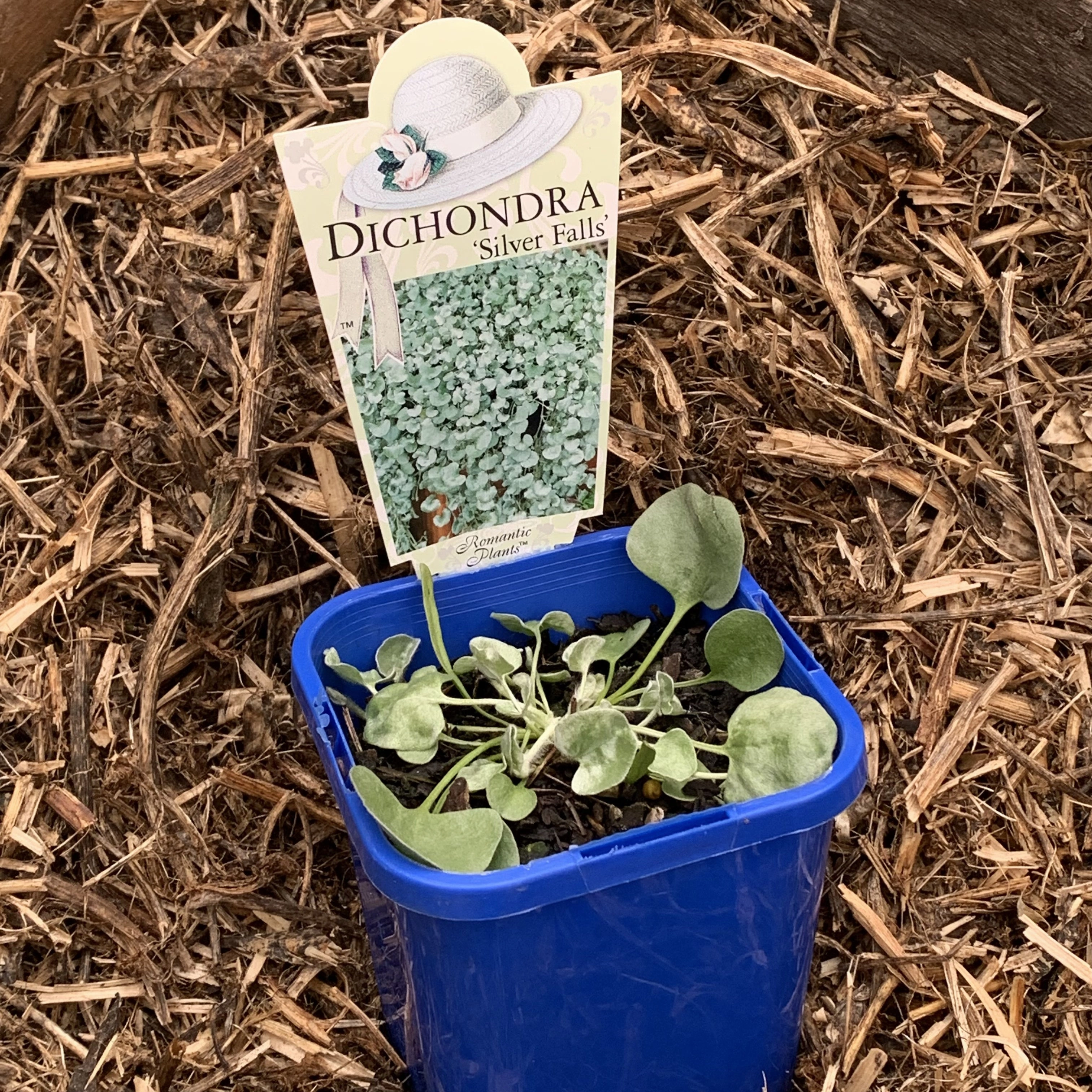 Dichondra argentea 'Silver Falls'