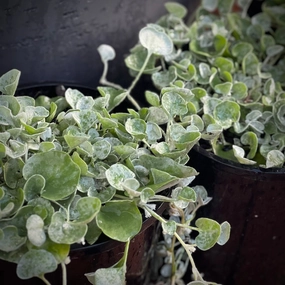 Dichondra argentea 'Silver Falls' small flower pot  