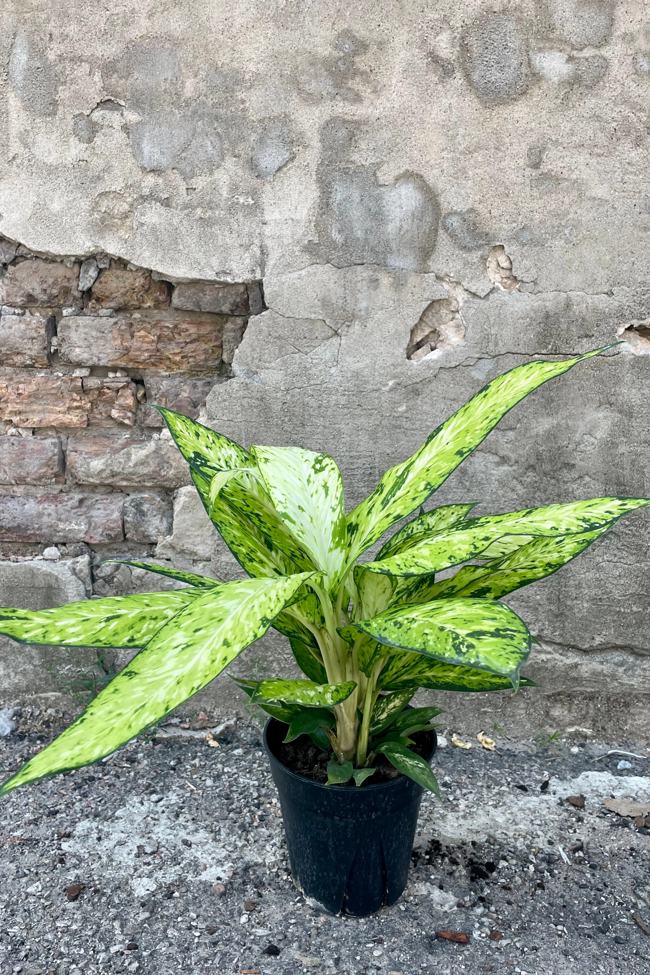 Dieffenbachia 'Star Bright' 6"