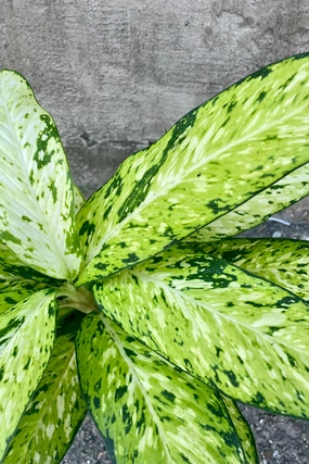 Dieffenbachia 'Star Bright' 6" medium flower pot  