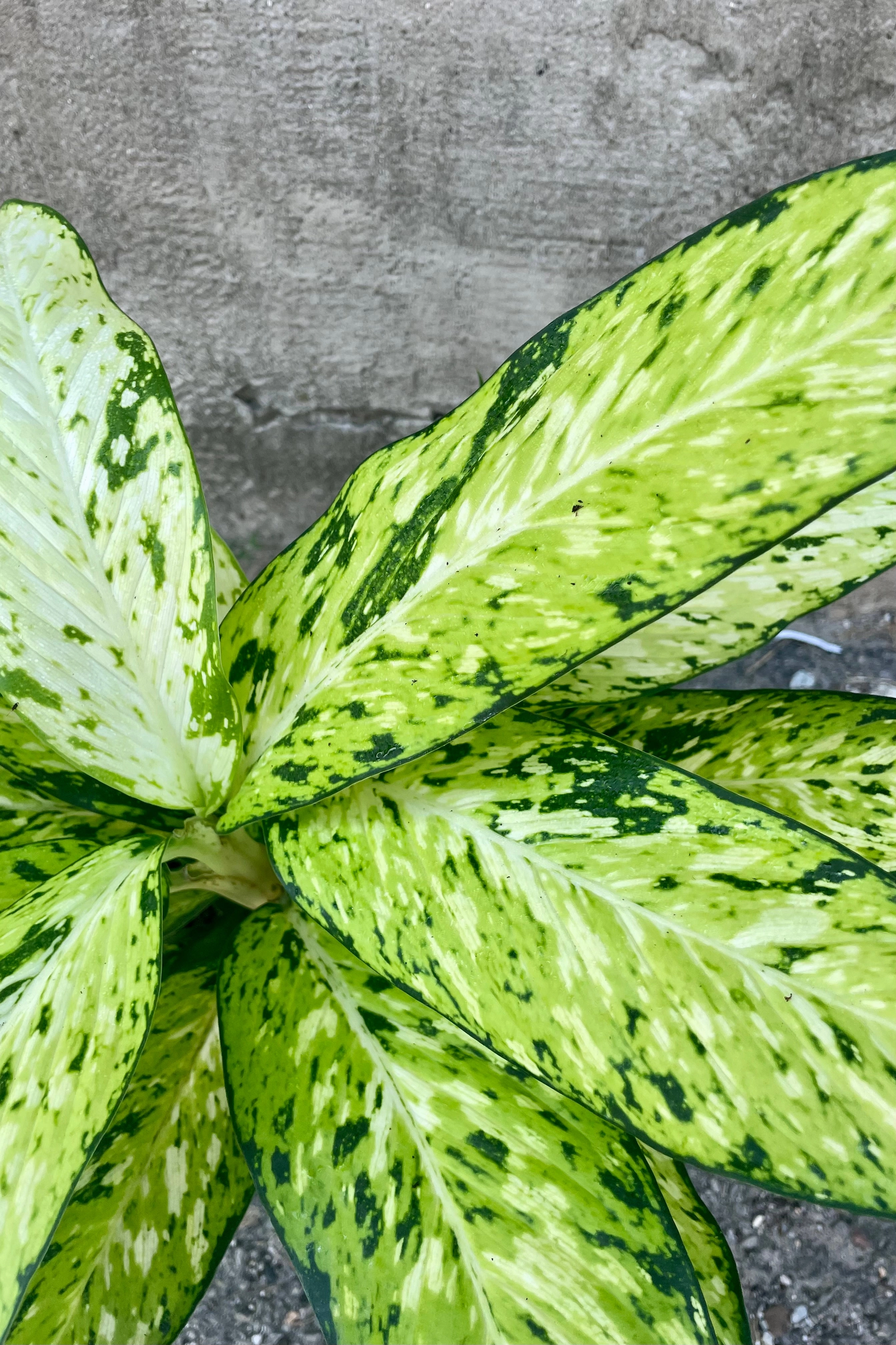 Dieffenbachia 'Star Bright' 6" medium flower pot  